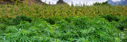 Fleurs de cannabis CBD