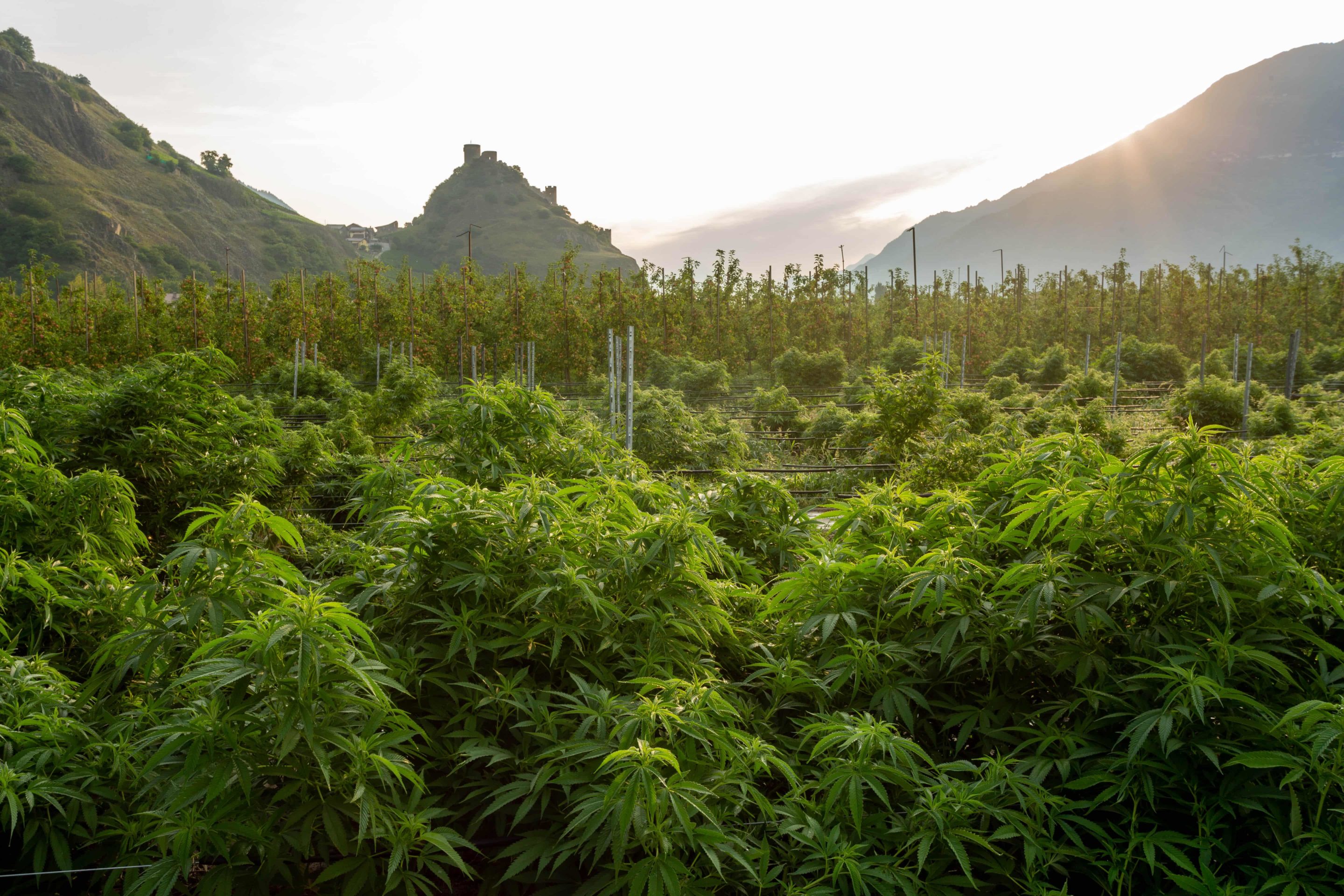 cbd fields responsible local agriculture