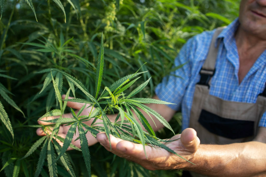 growing cannabis or hemp plants for alternative medicine 1