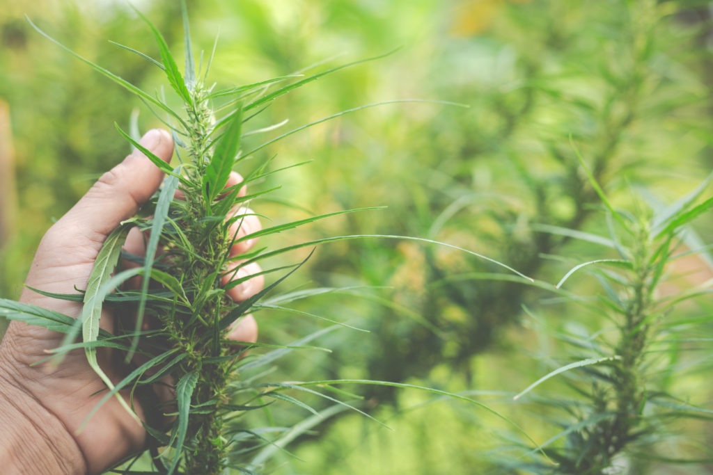 Bauern halten Marihuana-Cannabis-Bäume auf ihren Farmen