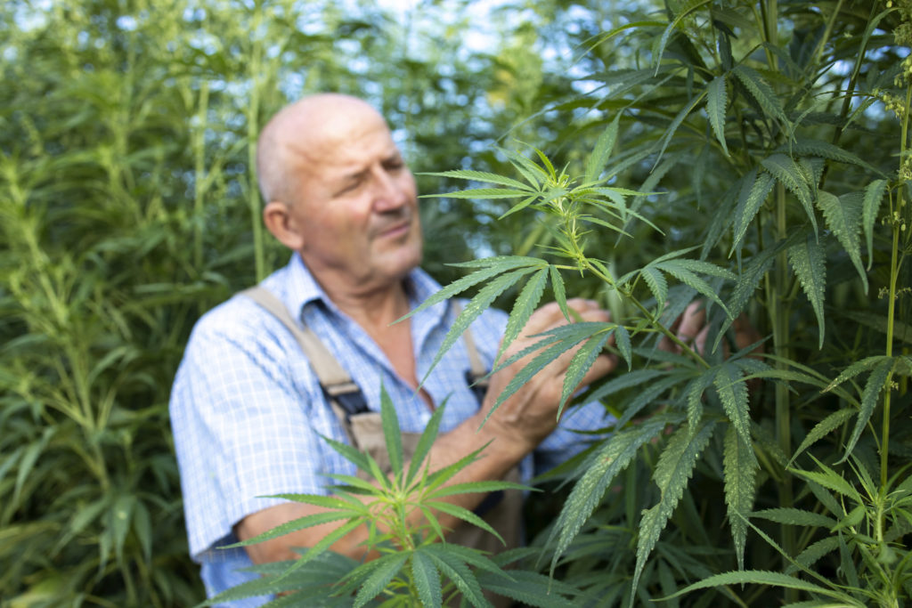 agronome verifiant qualite feuilles cannabis chanvre terrain